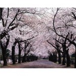 the Japanese cherry blossoms