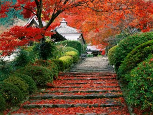 Japan's fall foliage