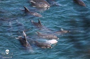 Albino Dolphin