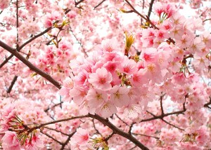 sakura cherry blossoms