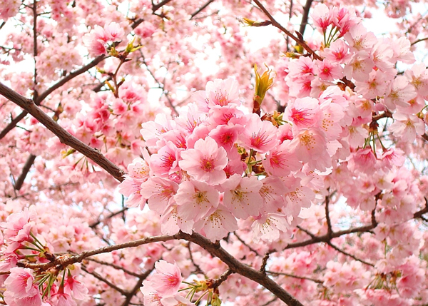 sakura cherry blossoms