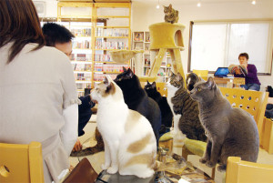 cat coffee shop1